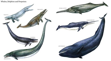 prehistoric whales,dolphins and porpoises | history | Pinterest | Prehistoric and Prehistoric ...