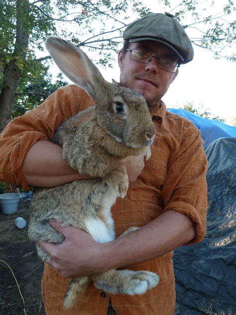 flemish giant rabbits | Sandy, a Flemish GIANT rabbit in real life, she ...