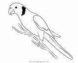 Parrot 4 Coloring Page For Kids  Free Parrots Printable Coloring Pages sketch template