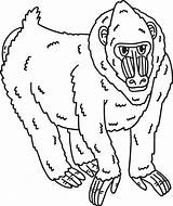 Mandrill Monkey Animal Isolated Coloring Page 57023875 Vector Art At  sketch template