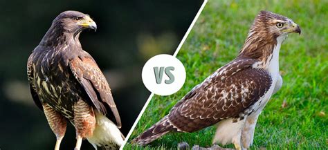 Falcon vs. Hawk: The Differences (With Pictures) - Optics Mag