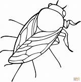 Cicada coloring page  Free Printable Coloring Pages sketch template