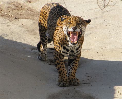 Jaguars Keep Protected Habitat in US Southwest