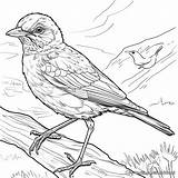 Robin Coloring Pages  Free & Printable sketch template