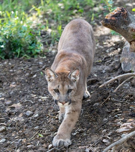 Three Orphaned Mountain Lion Cubs Rescued in California