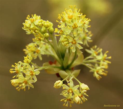 Sassafras Tree Flowers | Flickr - Photo Sharing!