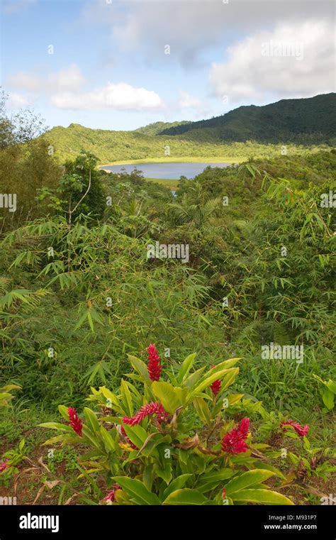 Grenada island - Grand Etang National Park - Grand Etang Lake Stock ...