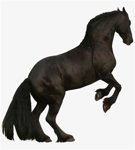 Rearing Horse Png - Black Horse Rearing Png Transparent PNG - 800x833 - Free Download on NicePNG