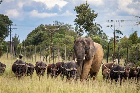 Members of Big Five African Animals, Elephant and Buffalo Walking ...