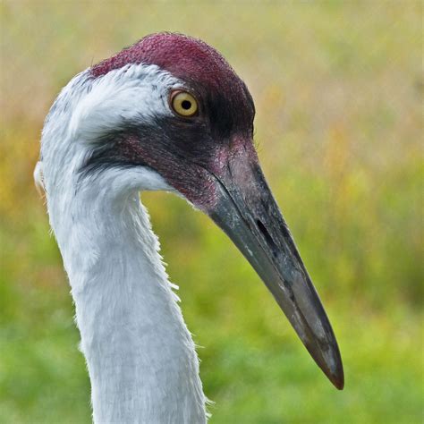 Whooping Crane | One of the Whooping Cranes at the Calgary Z… | Flickr