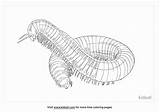 Free American Giant Millipede Coloring Page  Printables sketch template