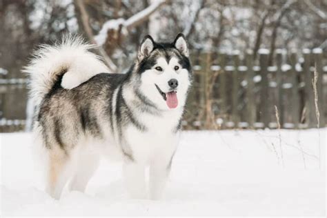 Hướng dẫn cách nuôi chó Alaska (Alaskan Malamute) chi tiết