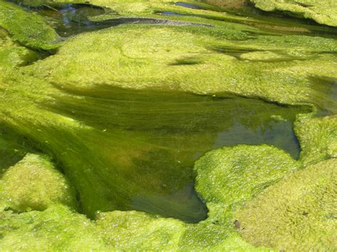 Ephemeral Curios: Freshwater algae