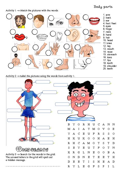 Esl Body Parts Worksheet Adults