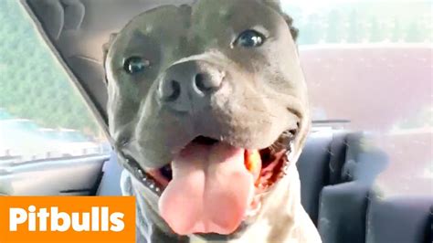 Silliest Pitbull Bloopers | Funny Pet Videos - YouTube