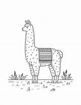 Free Llama Coloring Pages For Kids sketch template