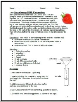 Exploring DNA: Strawberry DNA Extraction Lab by Science With Cindy