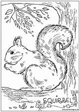 20  Free Printable Squirrel Coloring Pages EverFreeColoringcom sketch template
