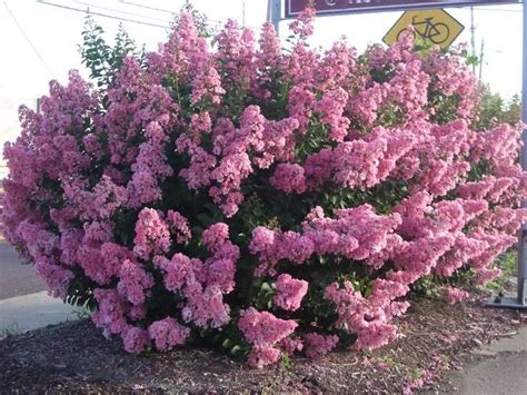 The deciduous Crape Myrtle is among the longest-blooming shrubs (up to 120 days), and varies in ...