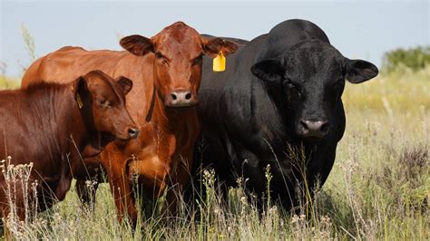 Brangus Cattle Breeder Society – mock page – Brangus Cattle Breeders