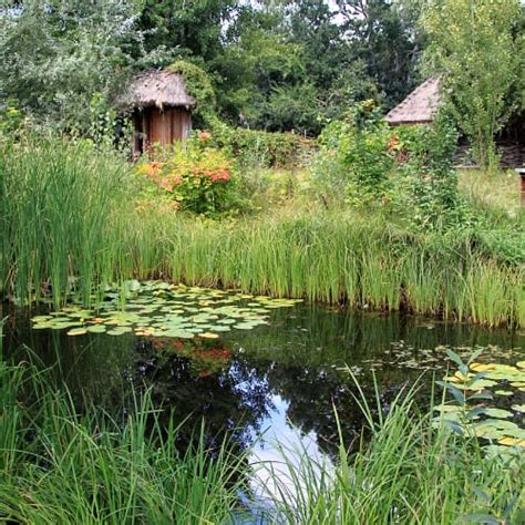 12 Best Plants for Wildlife Ponds (Top Picks) - Pond Informer