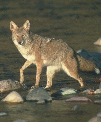 Abe's Animals: Pictures of Japanese wolves alive in color