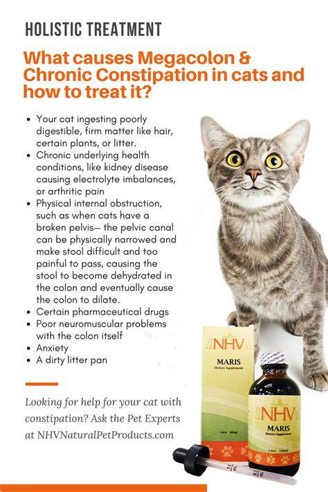 Pin on Keeping Your Cat Healthy