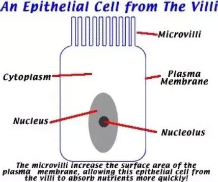 Microvilli - Definition, Diagram (Vs Villi and Cilia) and Function - Laboratoryinfo.com