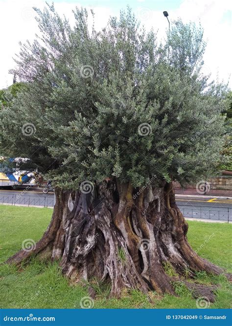 View To Olive Tree in Athens, Greece Stock Image - Image of grass ...