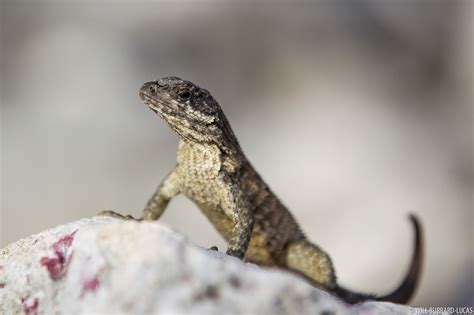 Lion Lizard | Will Burrard-Lucas