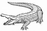 Free Printable Alligators Coloring Pages  Elimu Centre sketch template