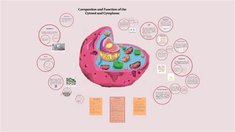 Composition and Function of the Cytosol and Cytoplasm by Tom Prestwich on Prezi