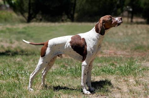 English Pointer - All Big Dog Breeds