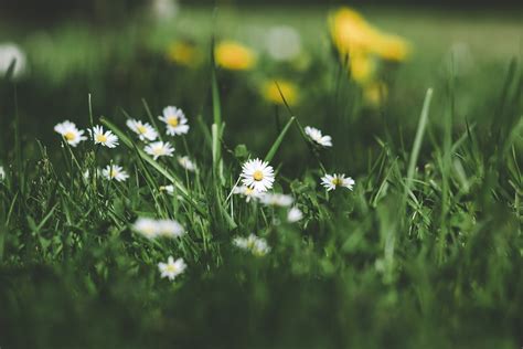 🔥 [30+] Grass and Flower Wallpapers | WallpaperSafari