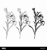 Set Of Lily Line Drawing Black And White Floral Bouquets Flower  sketch template