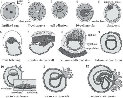 AP Biology Practice Question 300: Answer and Explanation_APstudy.net