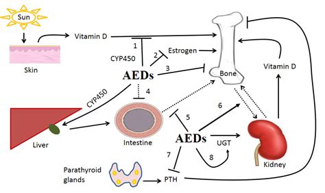 IJMS | Free Full-Text | The Impact of Anti-Epileptic Drugs on Growth and Bone Metabolism