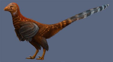 Shake Your Tail Feathers: Dinosaur Sported Modern-Looking Plume | Live Science