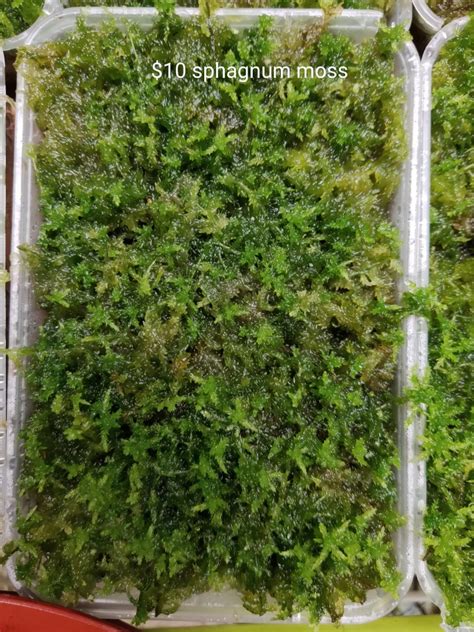 Sphagnum moss carnivorous plants, Furniture & Home Living, Gardening ...