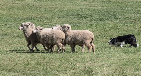 Border Collie Herding Sheep Close-up Stock Photo - Image of working, herding: 107627996