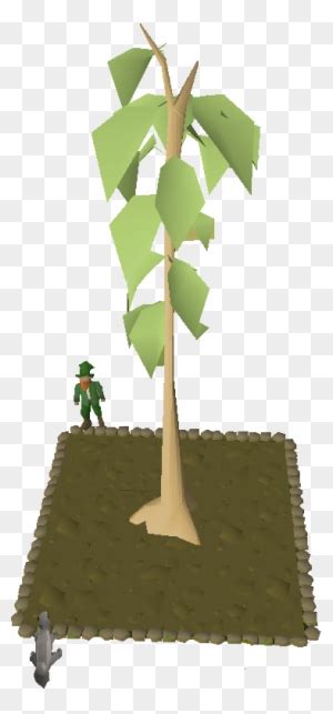 Teak Tree - Osrs Teak Tree - Full Size PNG Clipart Images Download