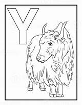 Free coloring alphabet yak 18794815 PNG With Transparent Background sketch template