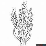 Lavender Coloring Page  Easy Drawing Guides sketch template