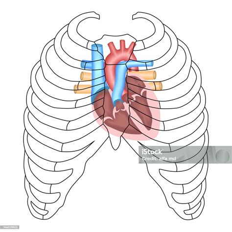 Projection Of The Heart Cardiac Anatomy Heart Ribs And Sternum Stock Illustration - Download ...