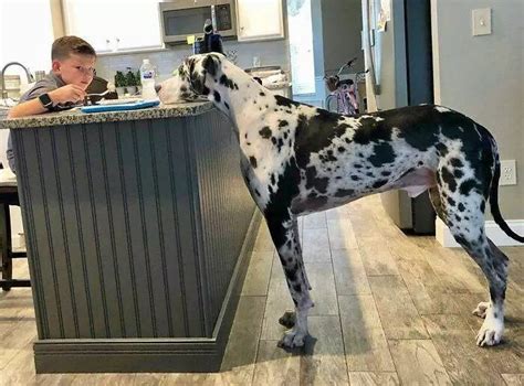 30 Funny Pics Of Great Danes With No Regard For Their Size