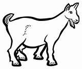 Goat Head Drawing Sketch Coloring Page sketch template