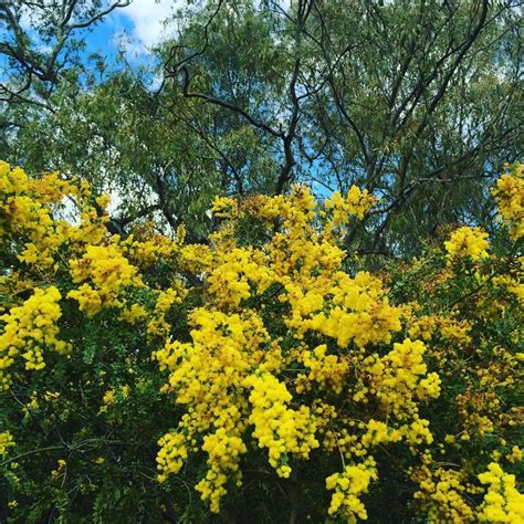 yellow flowers are blooming in the trees