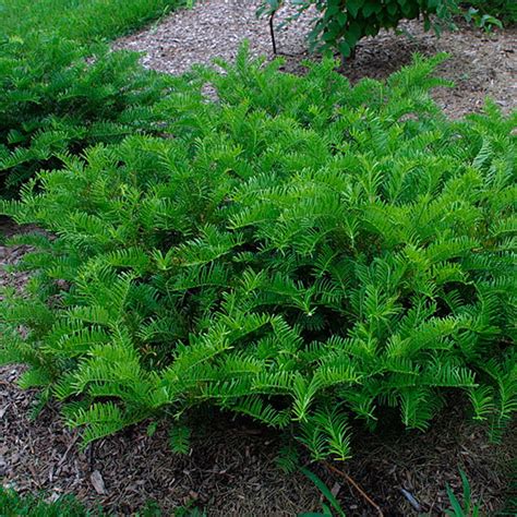 Cephalotaxus - FineGardening