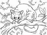 Possum Magic Coloring Page Pages sketch template