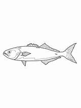 Bluefish Or Tailor coloring Page  Free Printable Coloring Pages sketch template
